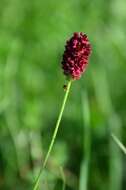 Image of Great Burnet