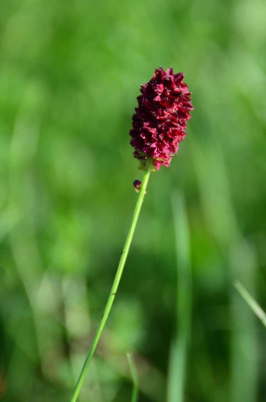 Image of Great Burnet