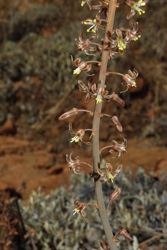 Image of Drimia delagoensis (Baker) Jessop