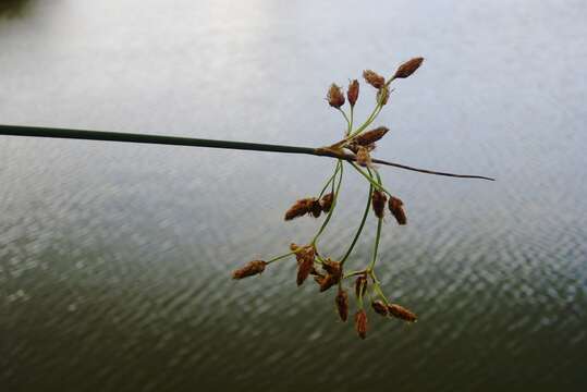 Image of lakeshore bulrush