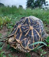 Image of Typical Tortoises