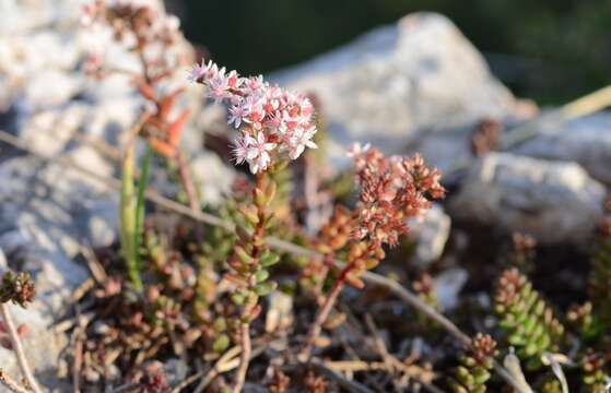 Image of White Stonecrop