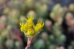 Слика од Petrosedum rupestre (L.) P. Heath