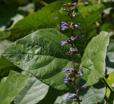 Calopogonium caeruleum (Benth.) Sauvalle的圖片