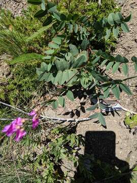 Image of western sweetvetch