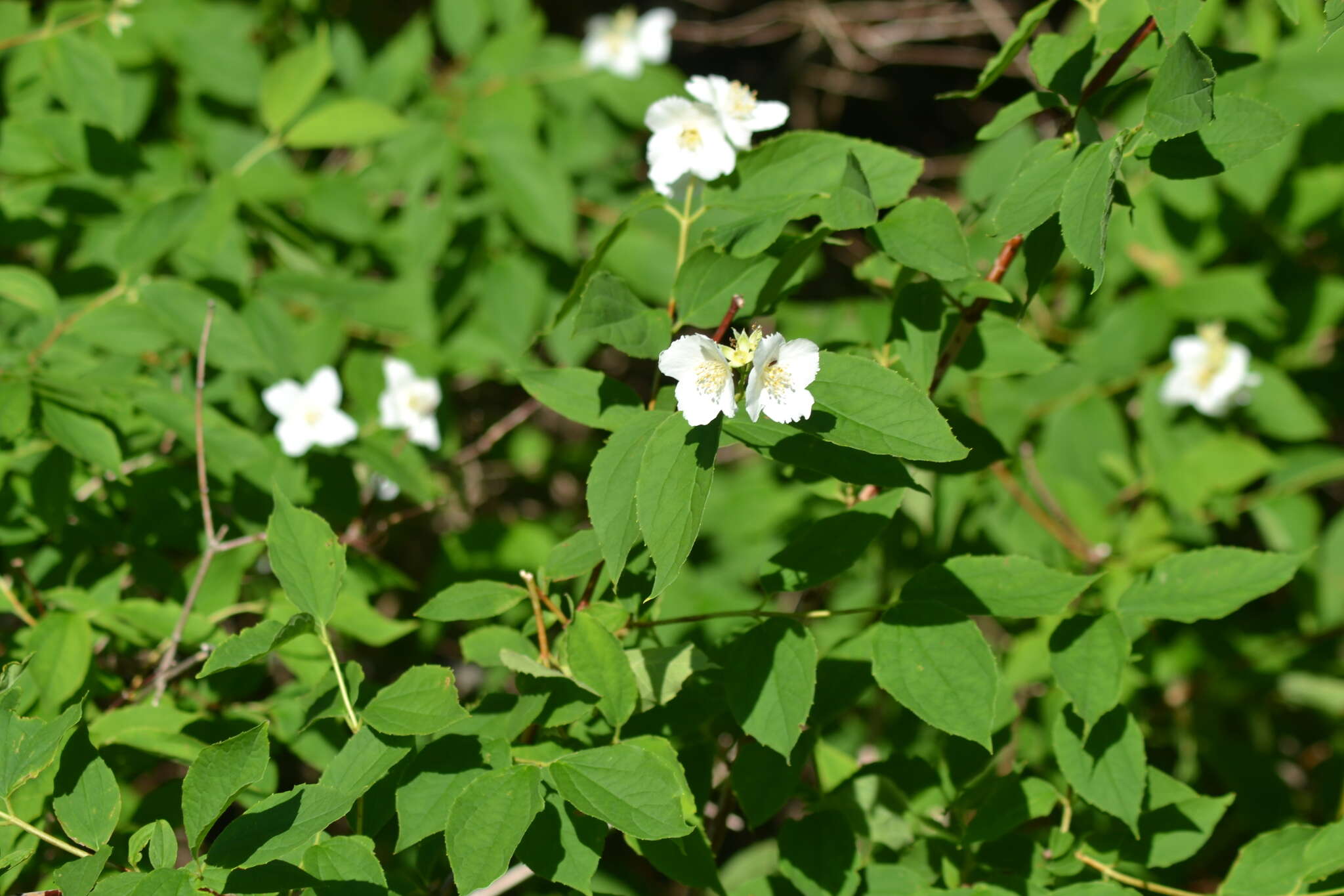 Image of scentless mock orange