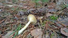 Plancia ëd Hygrophorus hypothejus (Fr.) Fr. 1838