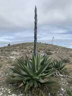 Слика од Agave salmiana subsp. crassispina (Trel.) Gentry