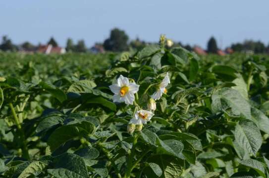 Image of Russian Potato