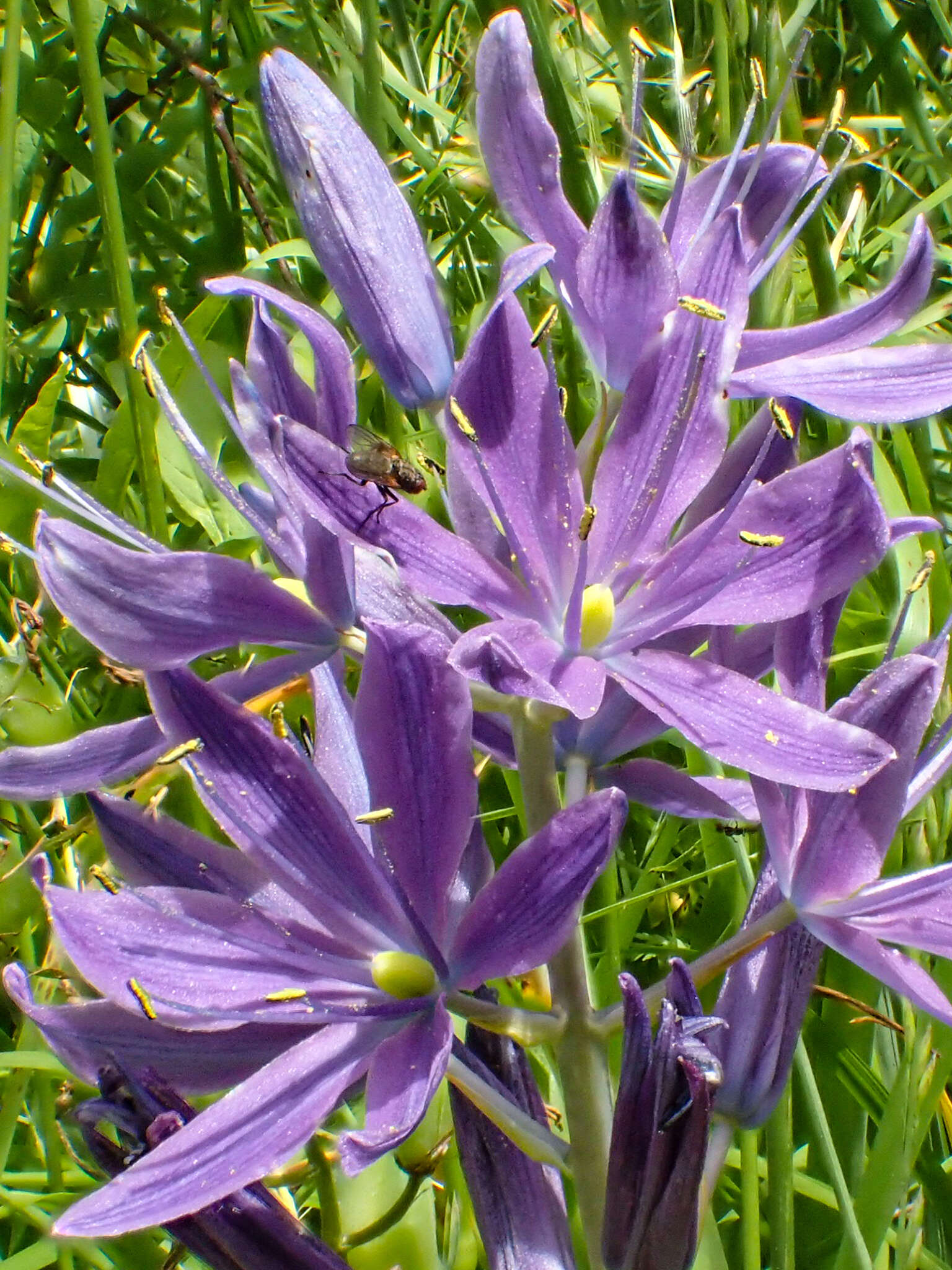 Imagem de Camassia leichtlinii subsp. suksdorfii (Greenm.) Gould