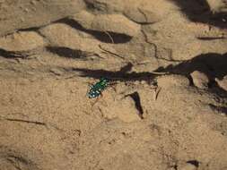 Plancia ëd Cicindela (Cicindela) oregona maricopa Leng 1902