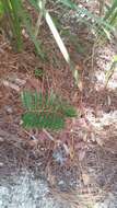 Image of Florida arrowroot