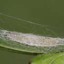Image of Leucoptera spartifoliella