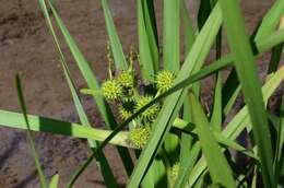 Image of Branched Bur-reed