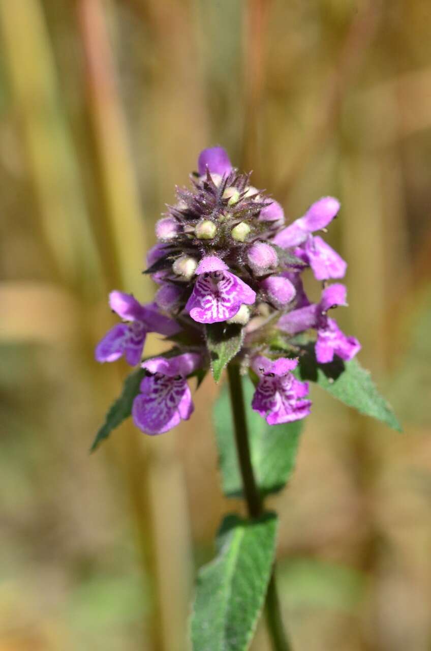 Image of Hedge-nettle