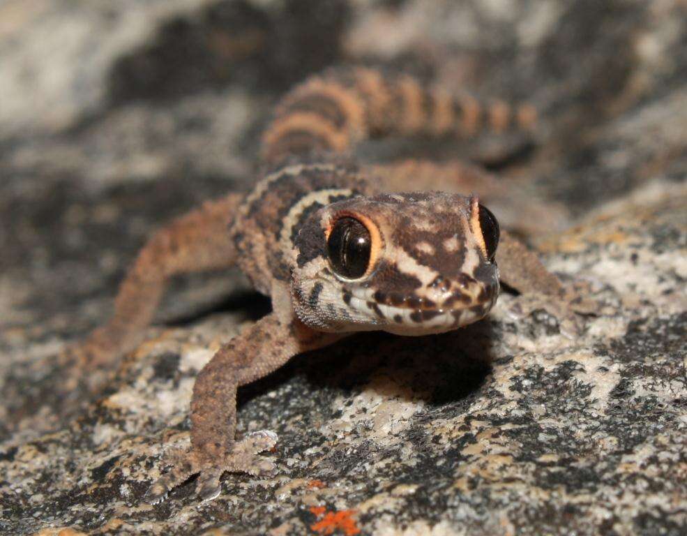 Image of Smith's Thick-toed Gecko