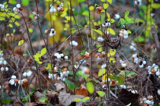 Image of common snowberry