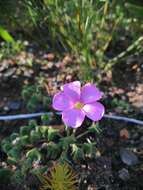 Imagem de Oxalis lanata var. rosea T. M. Salter