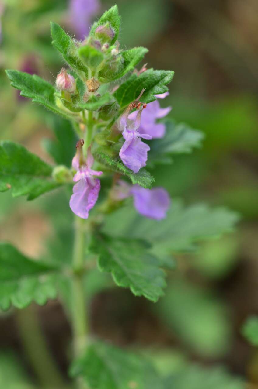 Image de Germandrée petit-chêne