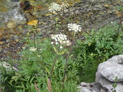 Image of Lyall's angelica