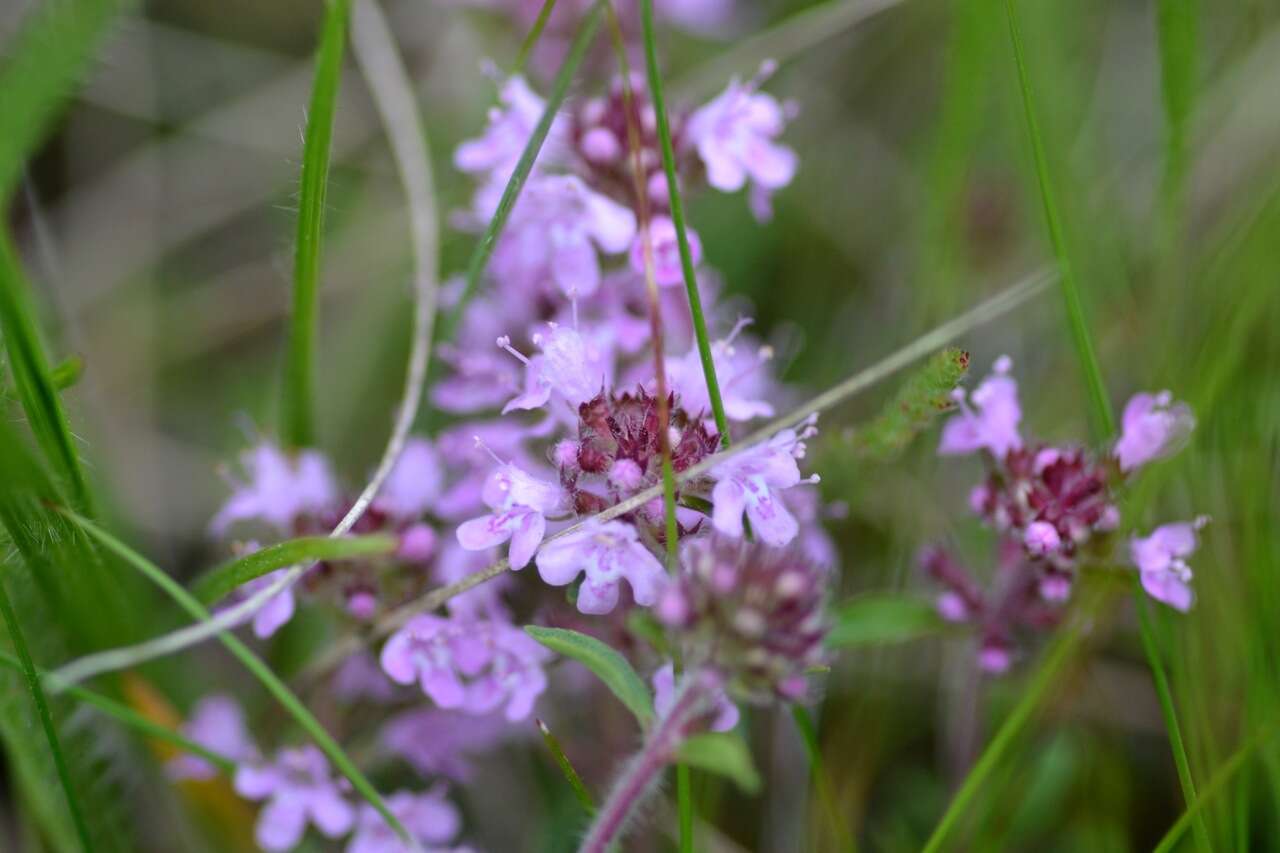 Image of breckland thyme