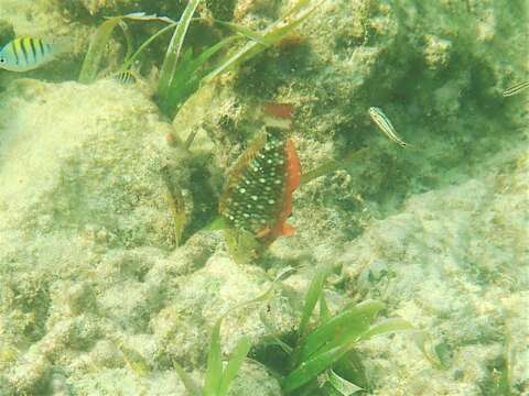 Image of Dark Green Parrotfish