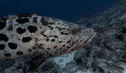 Imagem de Epinephelus tukula Morgans 1959