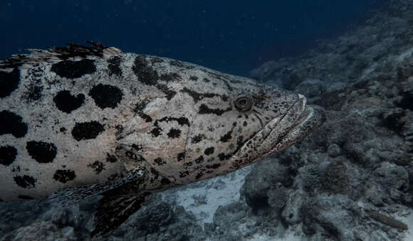 Imagem de Epinephelus tukula Morgans 1959