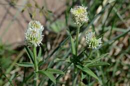 صورة Trifolium montanum L.