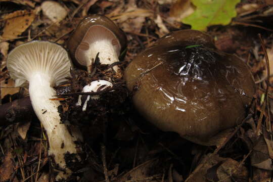 Слика од Hygrophorus fuligineus Frost 1884