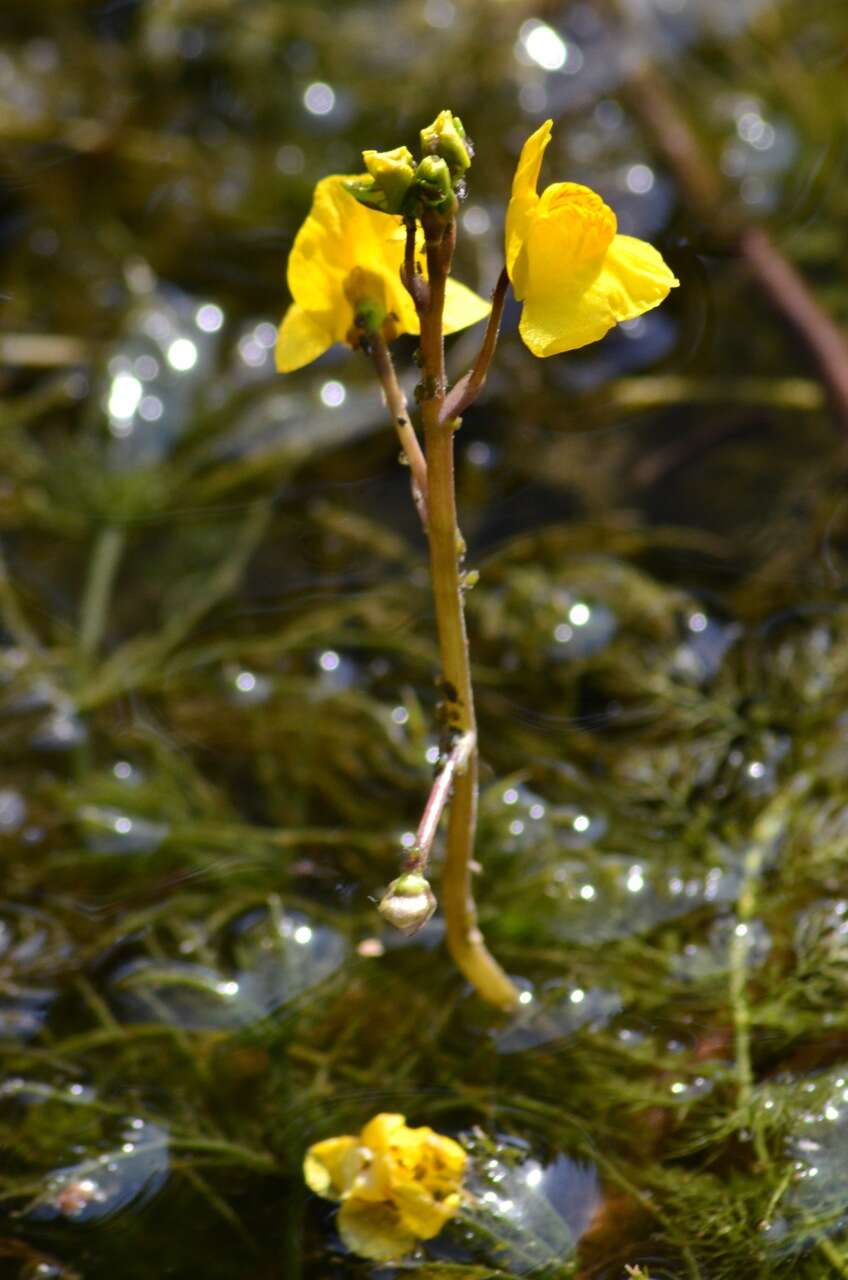 Image of Bladderwort