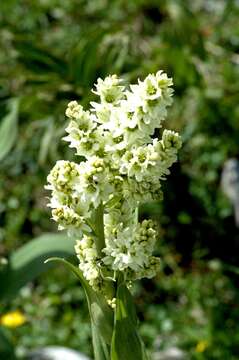 Image of European white hellebore