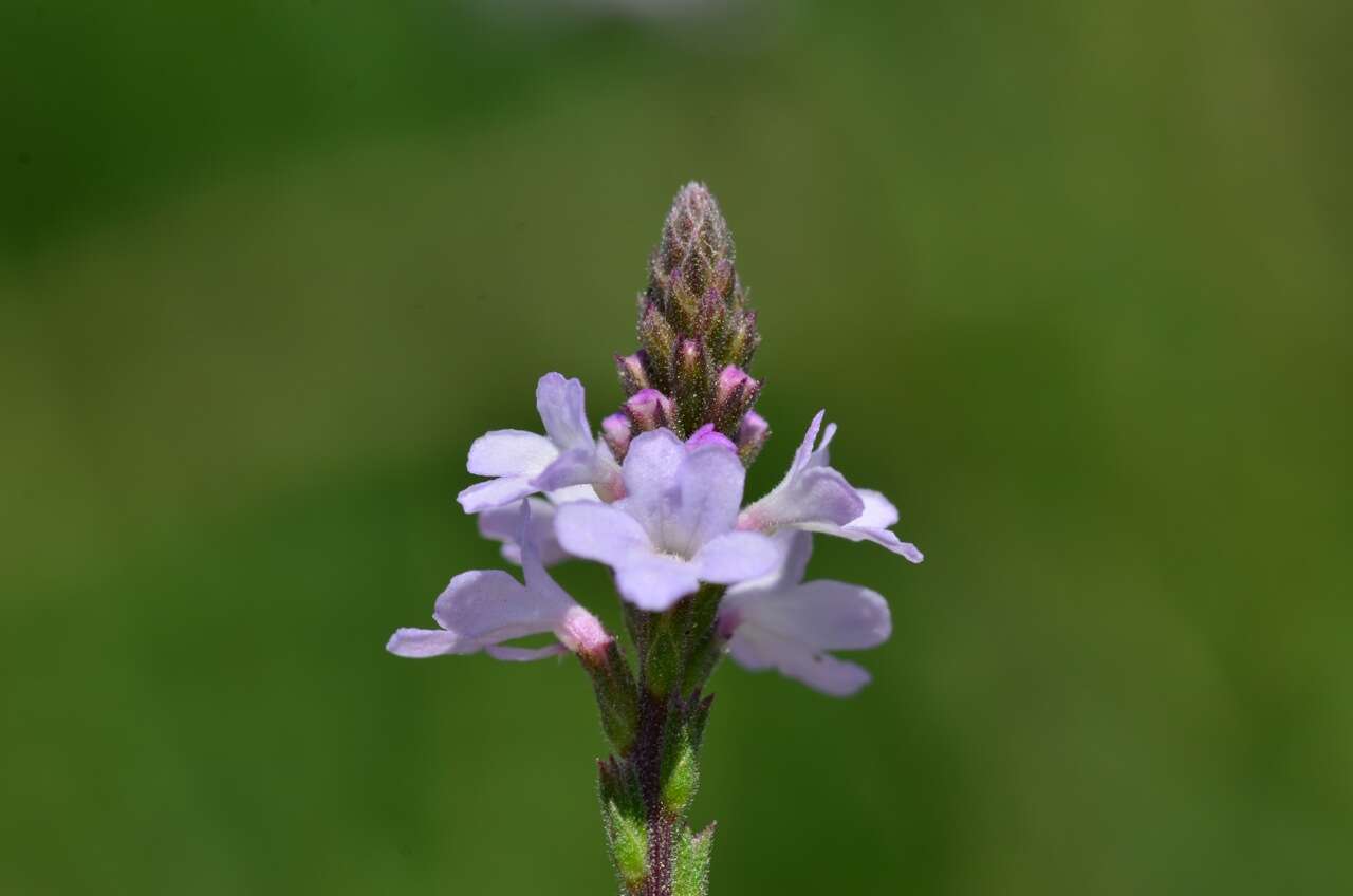 Image of herb of the cross