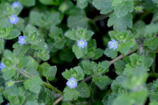 Image of ivy-leaved speedwell