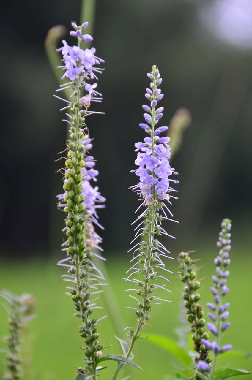 Image of Garden speedwell