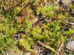 Sphagnum lescurii Sullivant ex A. Gray 1856的圖片