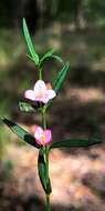 Image de Cyanothamnus polygalifolius