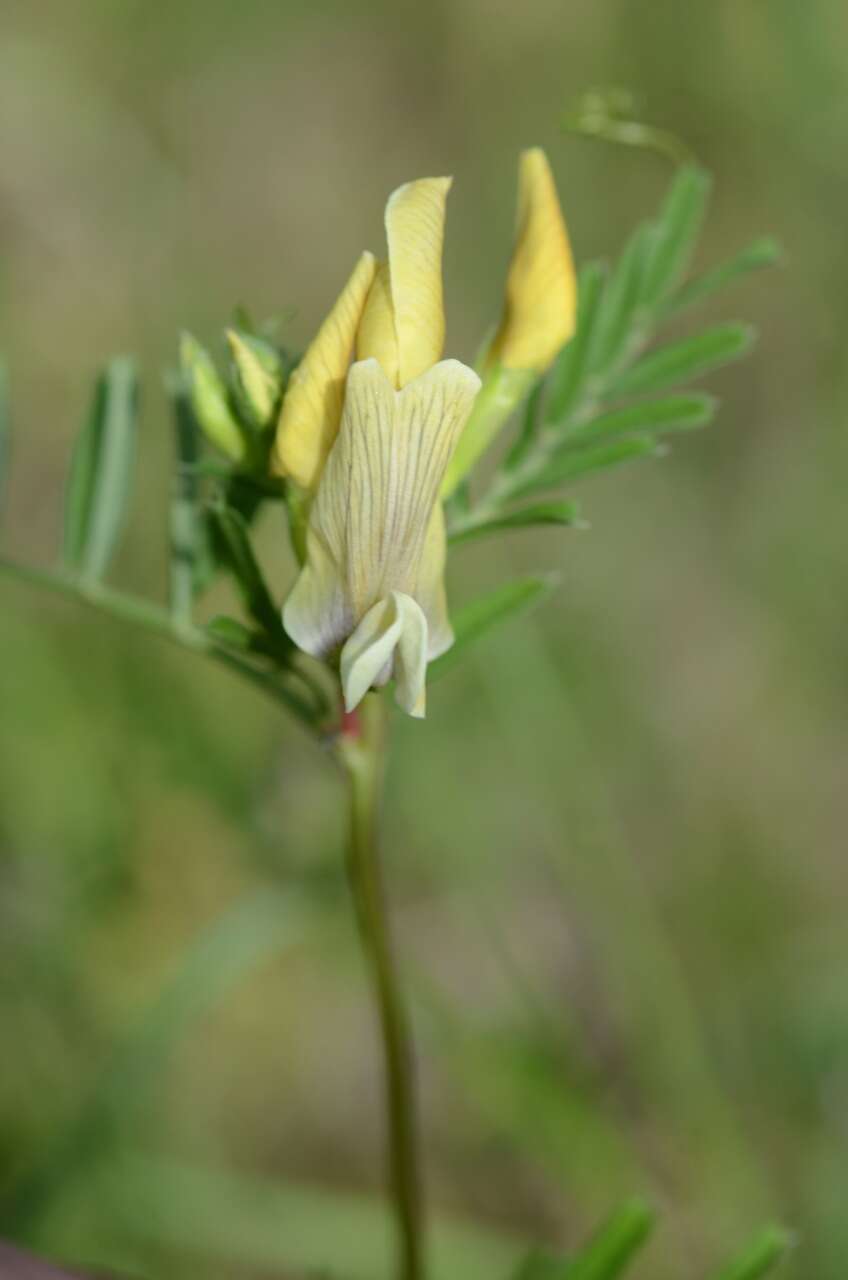 Image of smooth yellow vetch