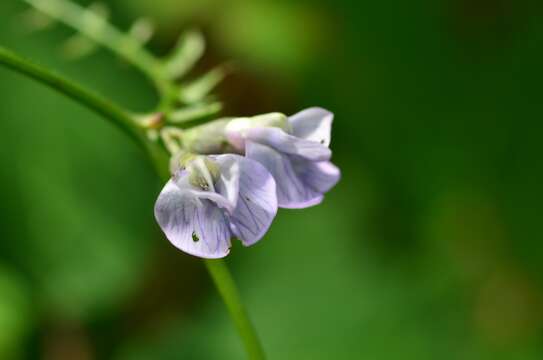 Image of bush vetch