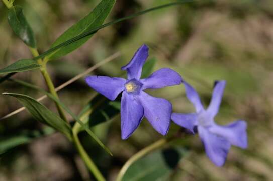 Image of herbaceous periwinkle