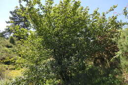 Plancia ëd Pyrus cordata Desv.