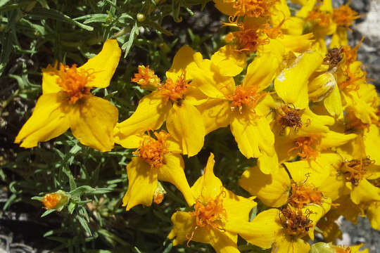 Image of Rocky Mountain zinnia