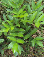 Image of Aganope thyrsiflora (Benth.) Polhill
