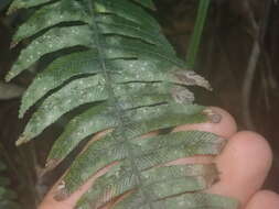 Image of Badimiella pteridophila (Sacc.) Garn.-Jones & Malcolm