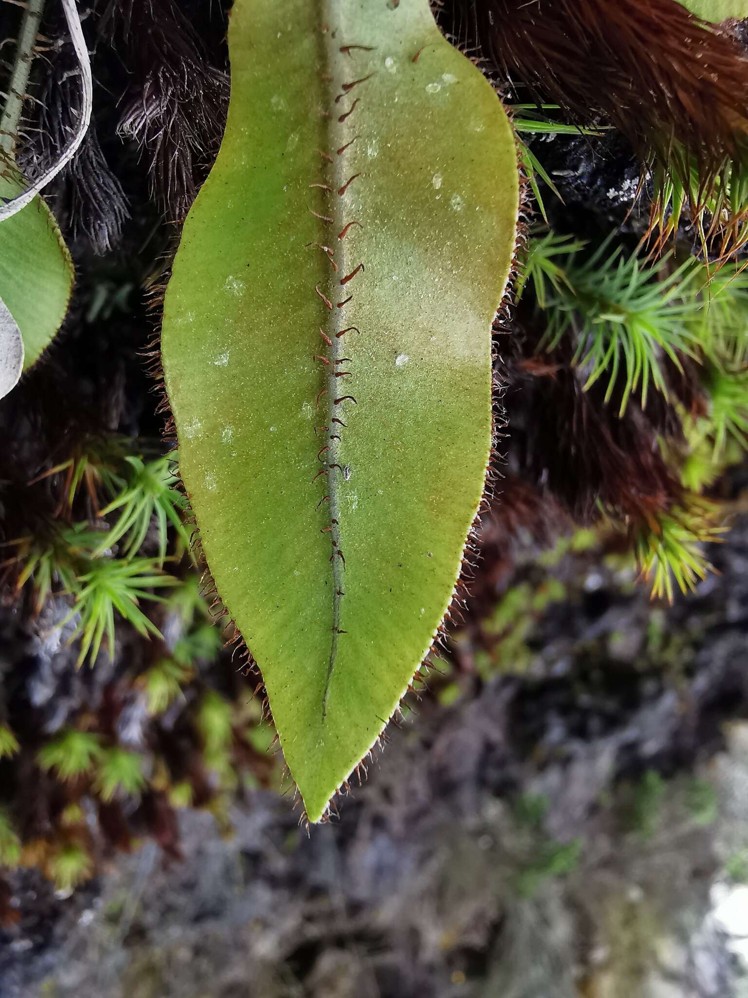 Image of Elaphoglossum hybridum (Bory) Brack.