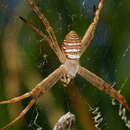 Image de Argiope magnifica L. Koch 1871