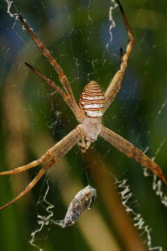 Image de Argiope magnifica L. Koch 1871