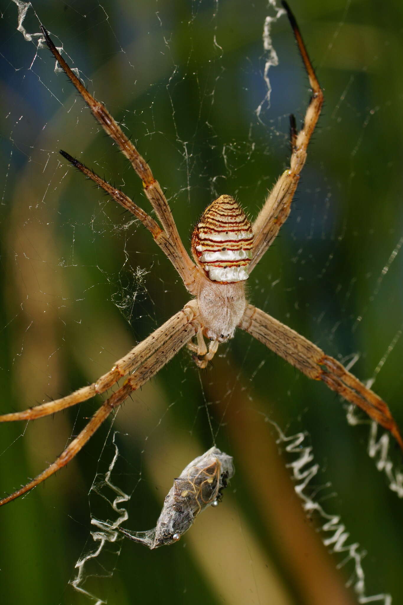 Image of Argiope magnifica L. Koch 1871