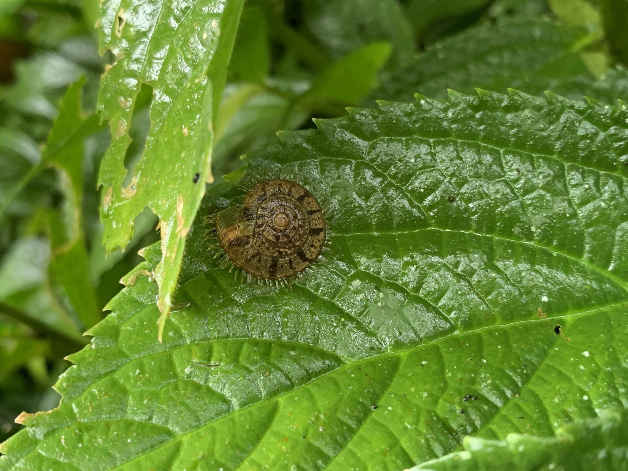 Plancia ëd Plectotropis mackensii