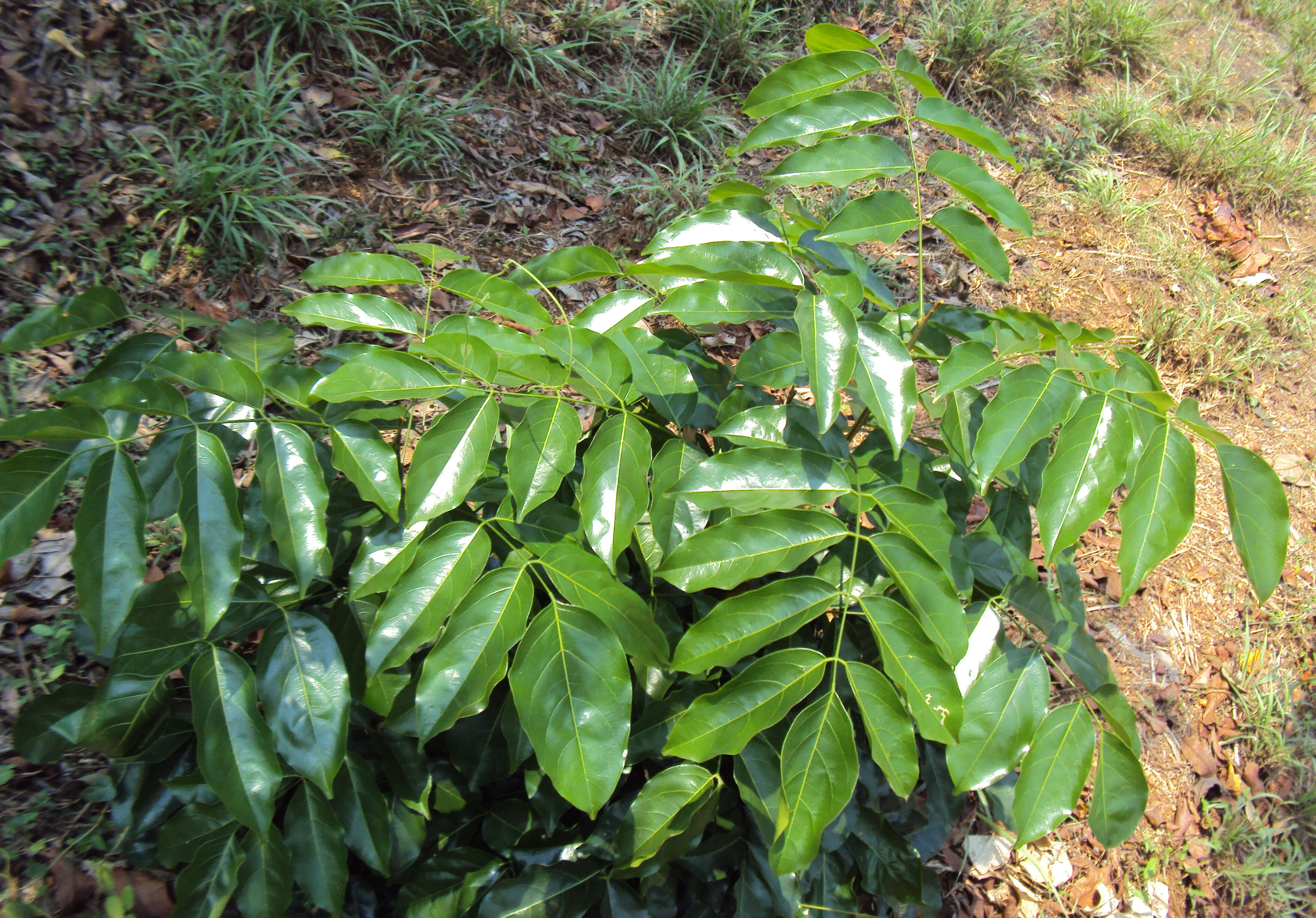 Image of Aganope thyrsiflora (Benth.) Polhill